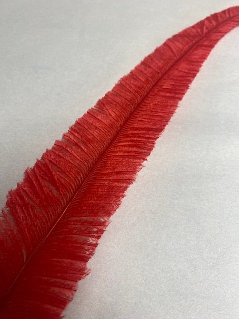 Trimmed Ostrich - Image 2