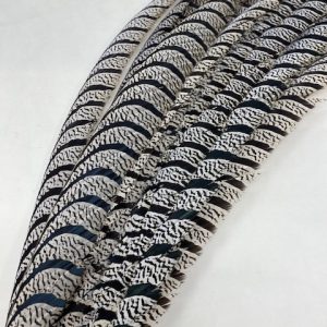 Lady Amherst Pheasant