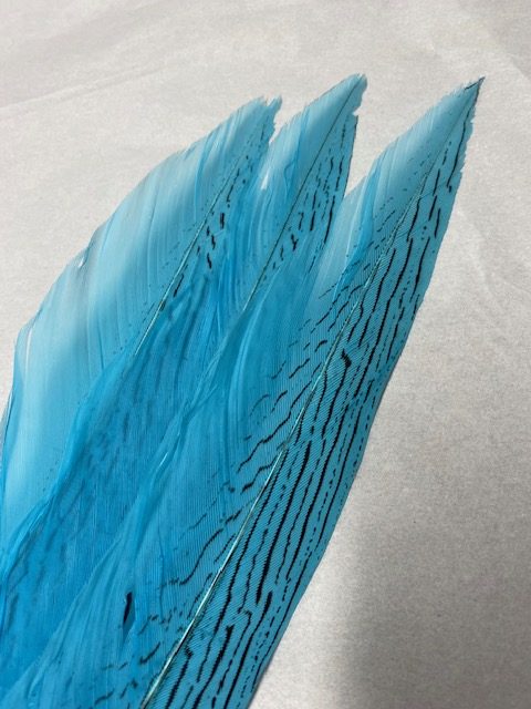 Silver Pheasant - Image 3