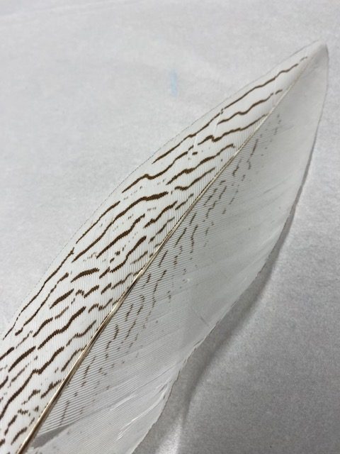 Silver Pheasant - Image 2