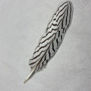 Small Silver Pheasant