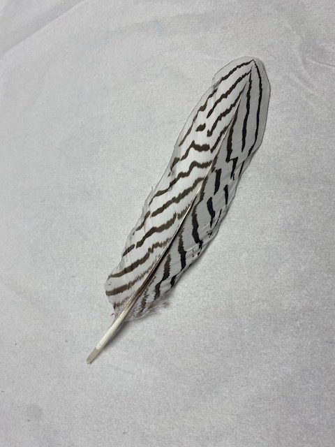 Small Silver Pheasant