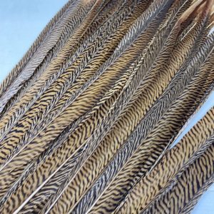 Golden Pheasant 70-80cm